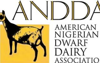 10178136_10152314071264604_1678703509_n-copy-320x202 ADGA Registered Nigerian Dwarf Goats