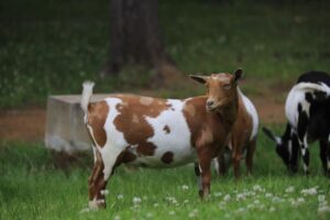 faith-300x200 ADGA Registered Nigerian Dwarf Goats