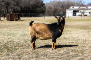 llexus-300x200 ADGA Registered Nigerian Dwarf Goats