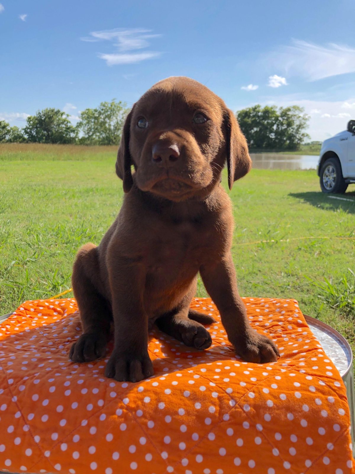 Texas AKC Labrador Breeder Chocolate Lab Puppies for sale Houston